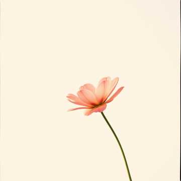 ありがとうとごめんね