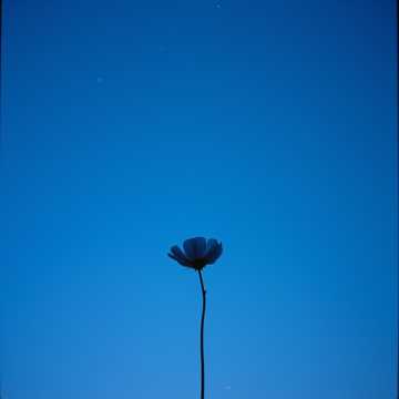 儚い恋のシルエット