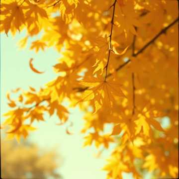 Закружилась листва золотая