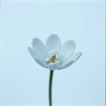 雪解けを待つ蕾（つぼみ）