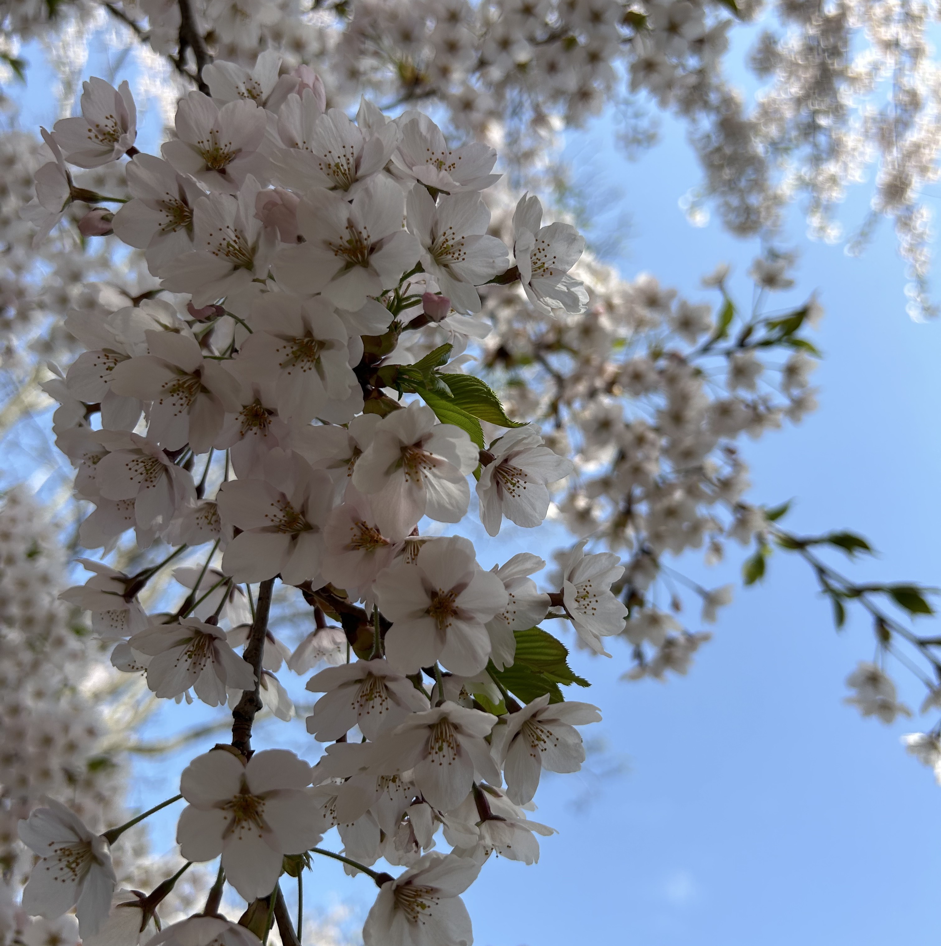 あなたがいたから