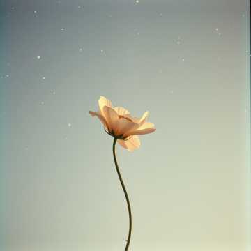 千の顔を持つ心