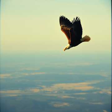 Орёл над Россией