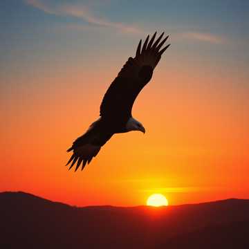 오일 동원 전진