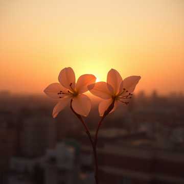 十年の花束