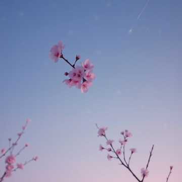 桜が消えるその前に