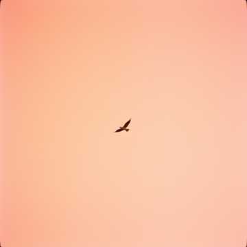 Одинокая Птица