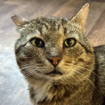 Самый лучший кот Мурзик