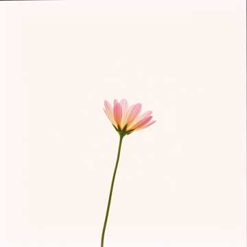 ありがとうとごめんね