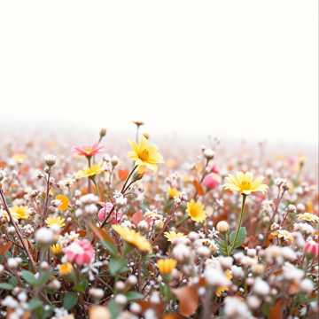 キンタマイレディー