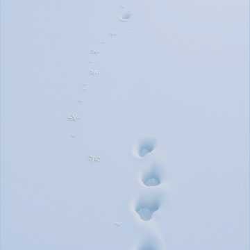 岩手高原スノーパーク非公認テーマソング