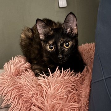 Черепаховый танец